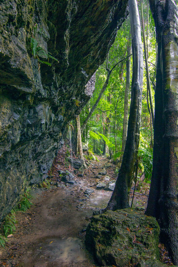the path to ? Springbrook National Park