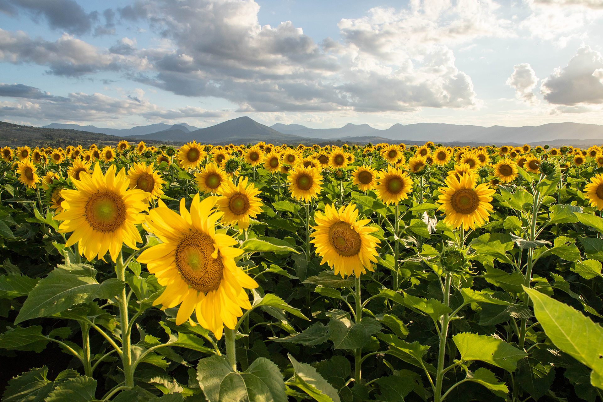 Kalbar Sunflowers