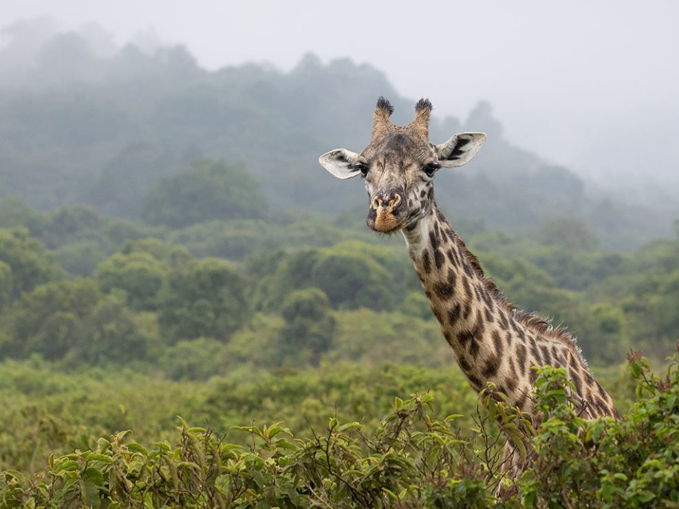 Africa