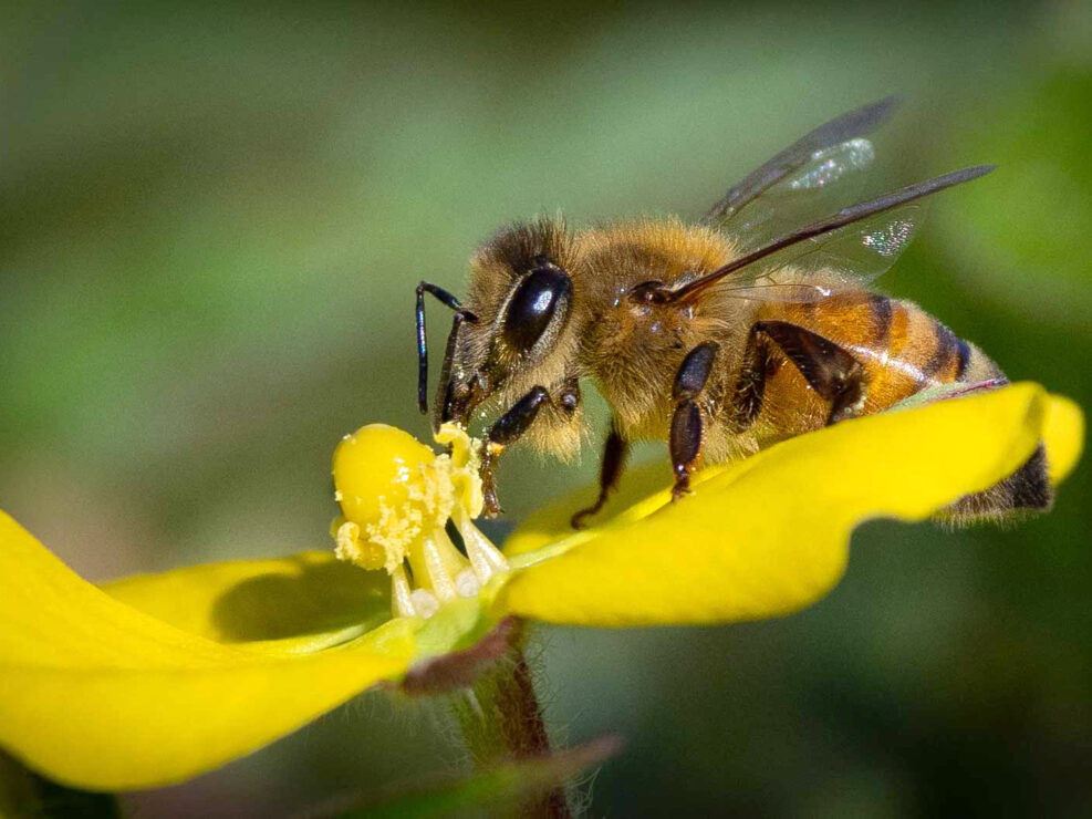 Macro Photography