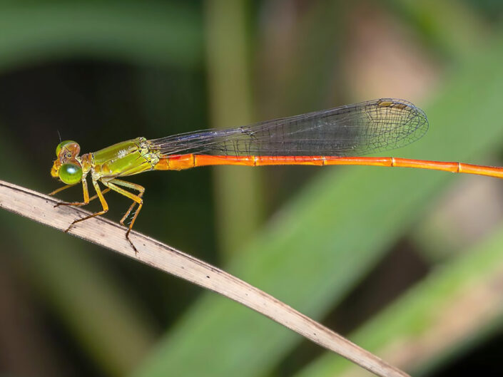 Macro Photography